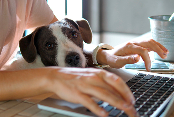 dog laptop